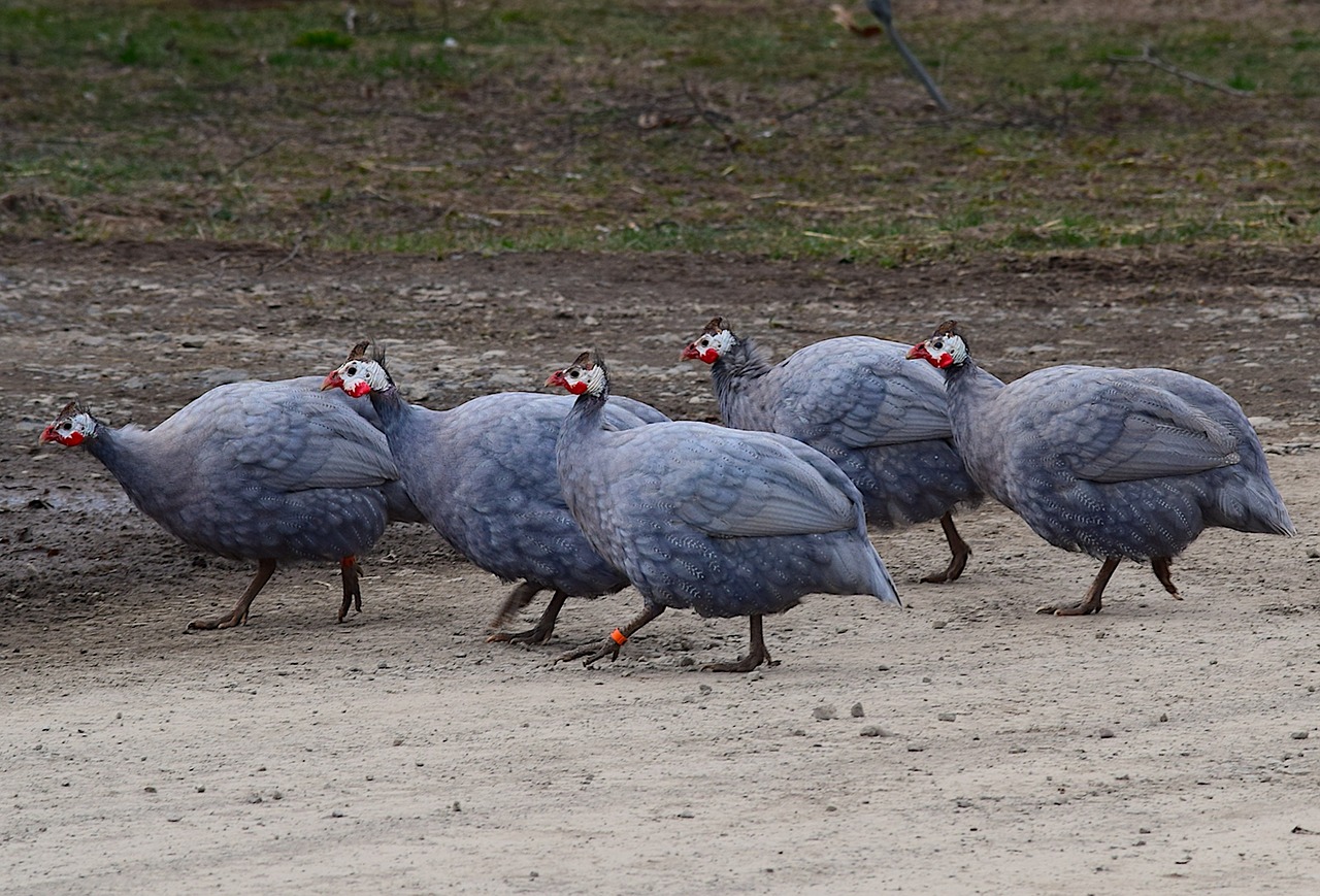 birds  animal  nature free photo