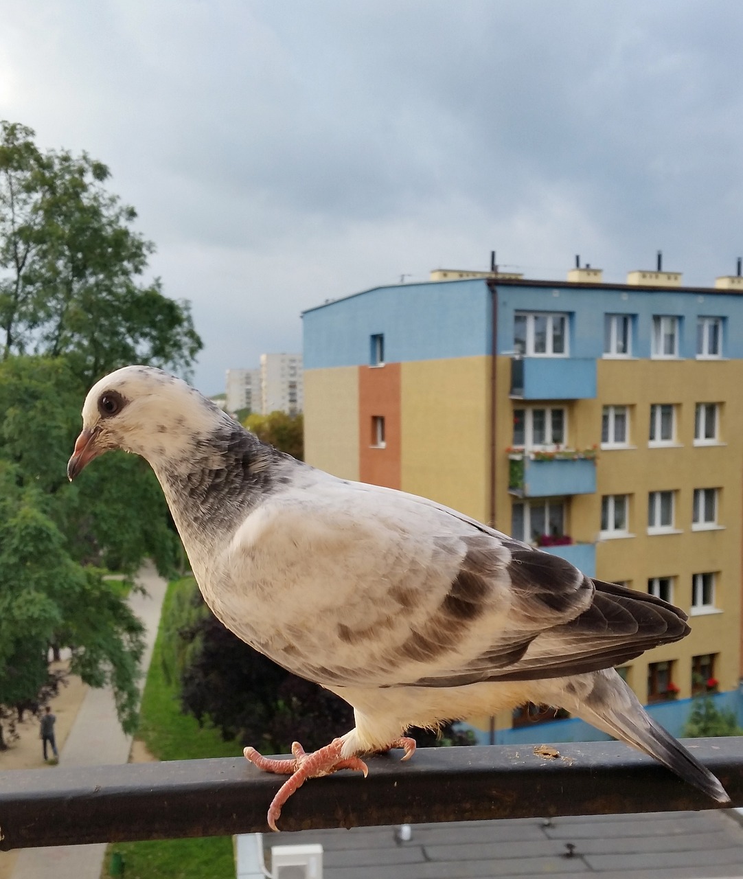 birds  dove  nature free photo