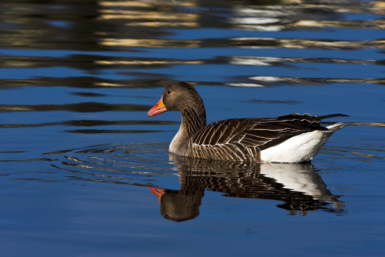 birds  water free pictures free photo