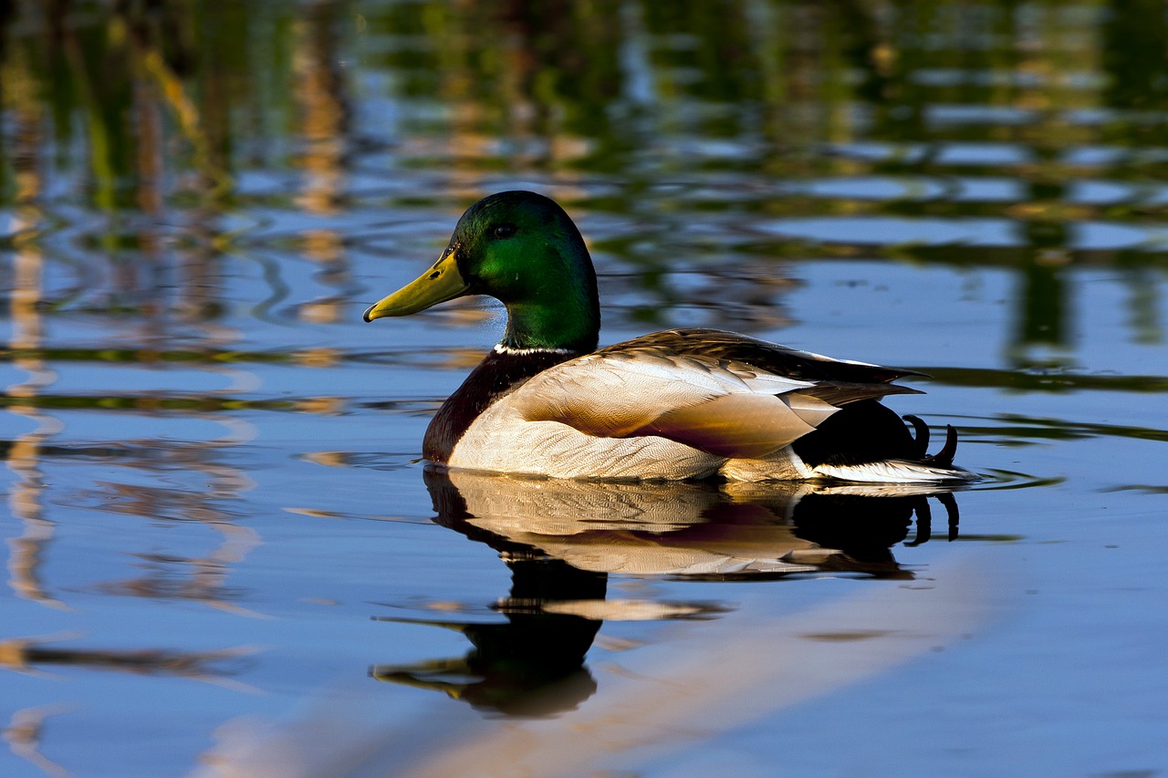 birds  water  villfugl free photo