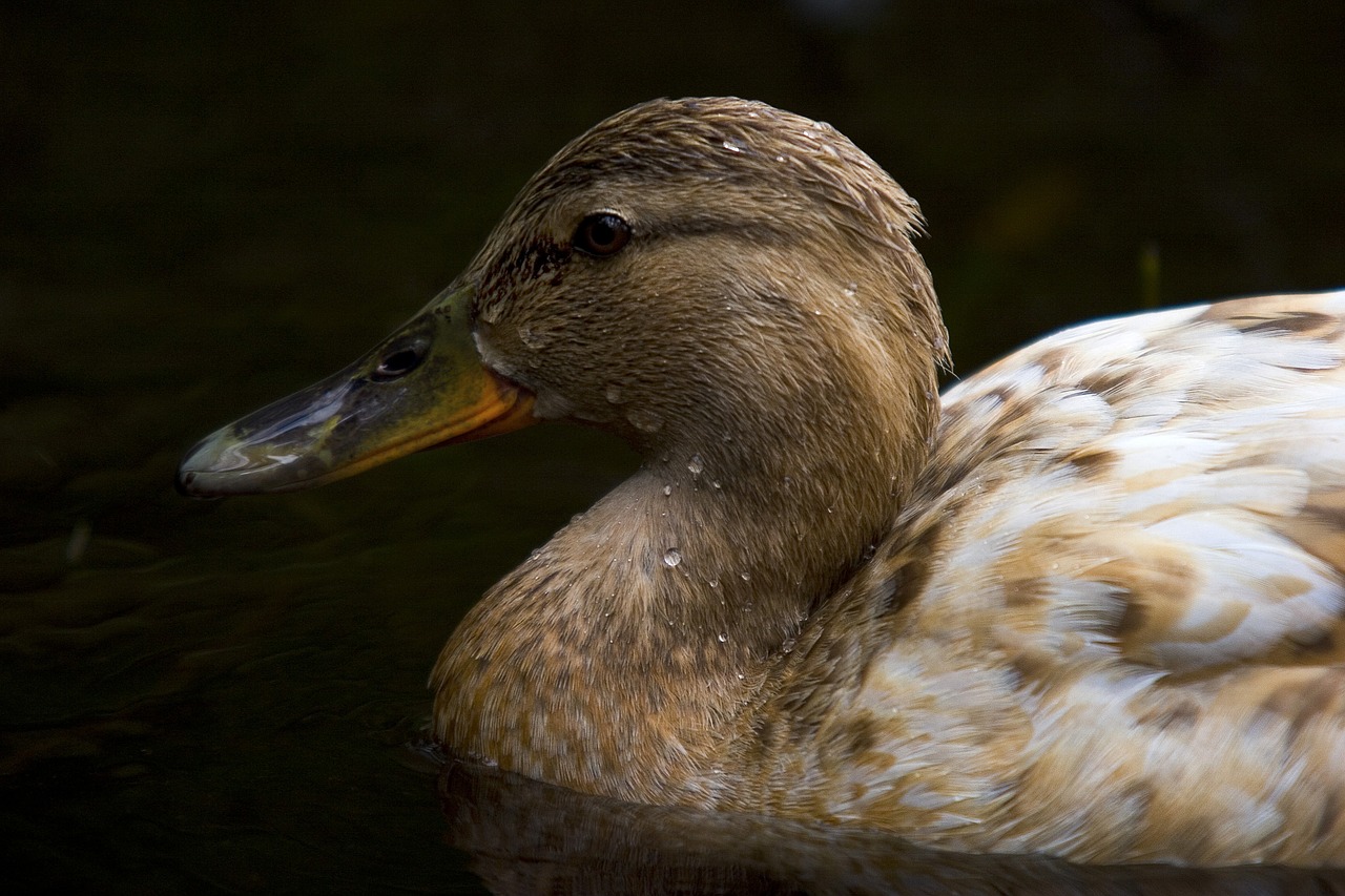 birds  duck  the nature of the free photo