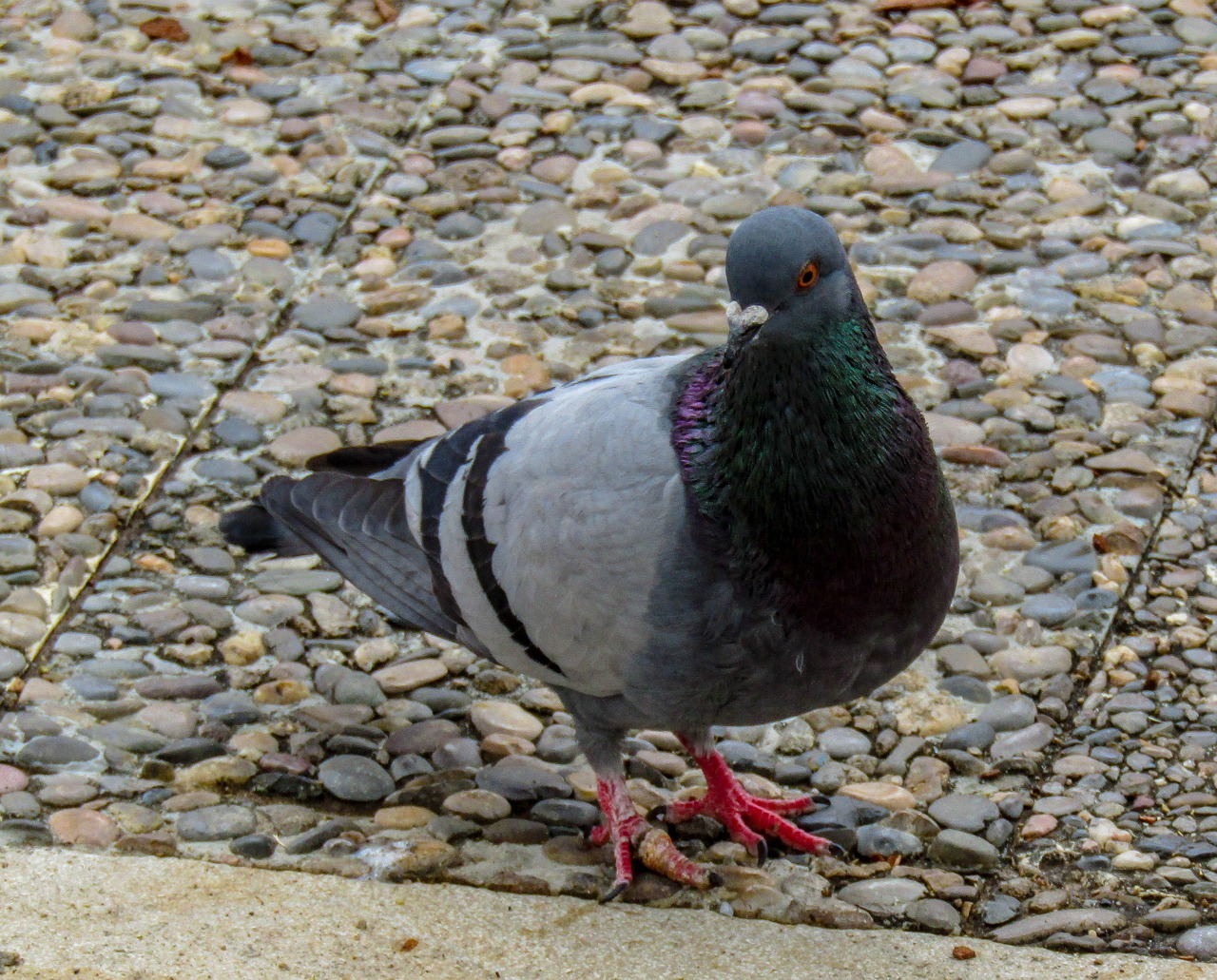 birds  columbidae  nature free photo