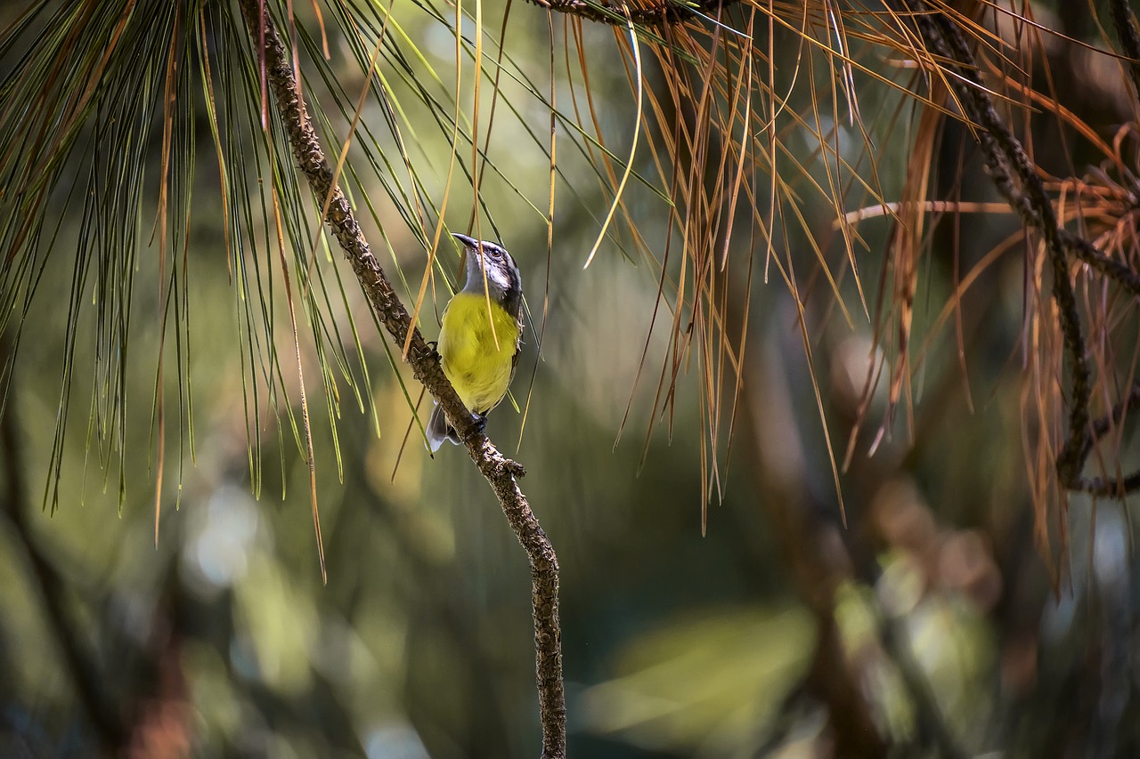 birds  nature  outdoors free photo