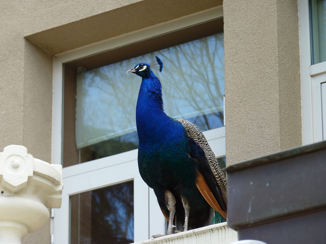 birds  outdoors  house free photo