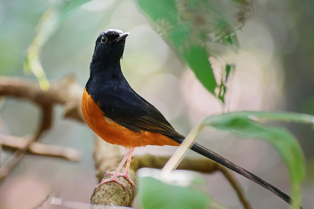 birds  orange  black free photo