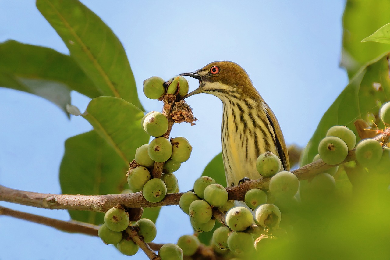 birds  yellow  twigs free photo