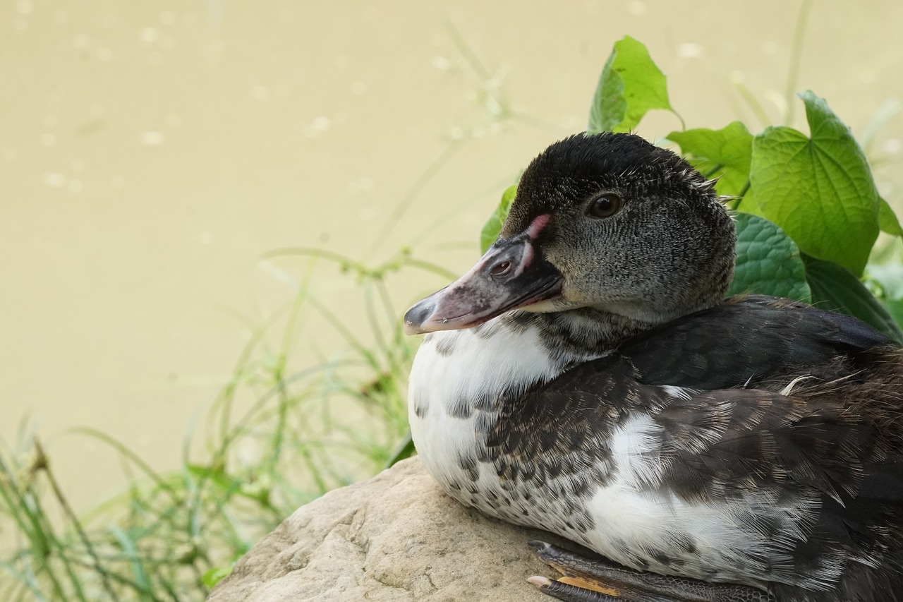 birds  nature  wild life free photo