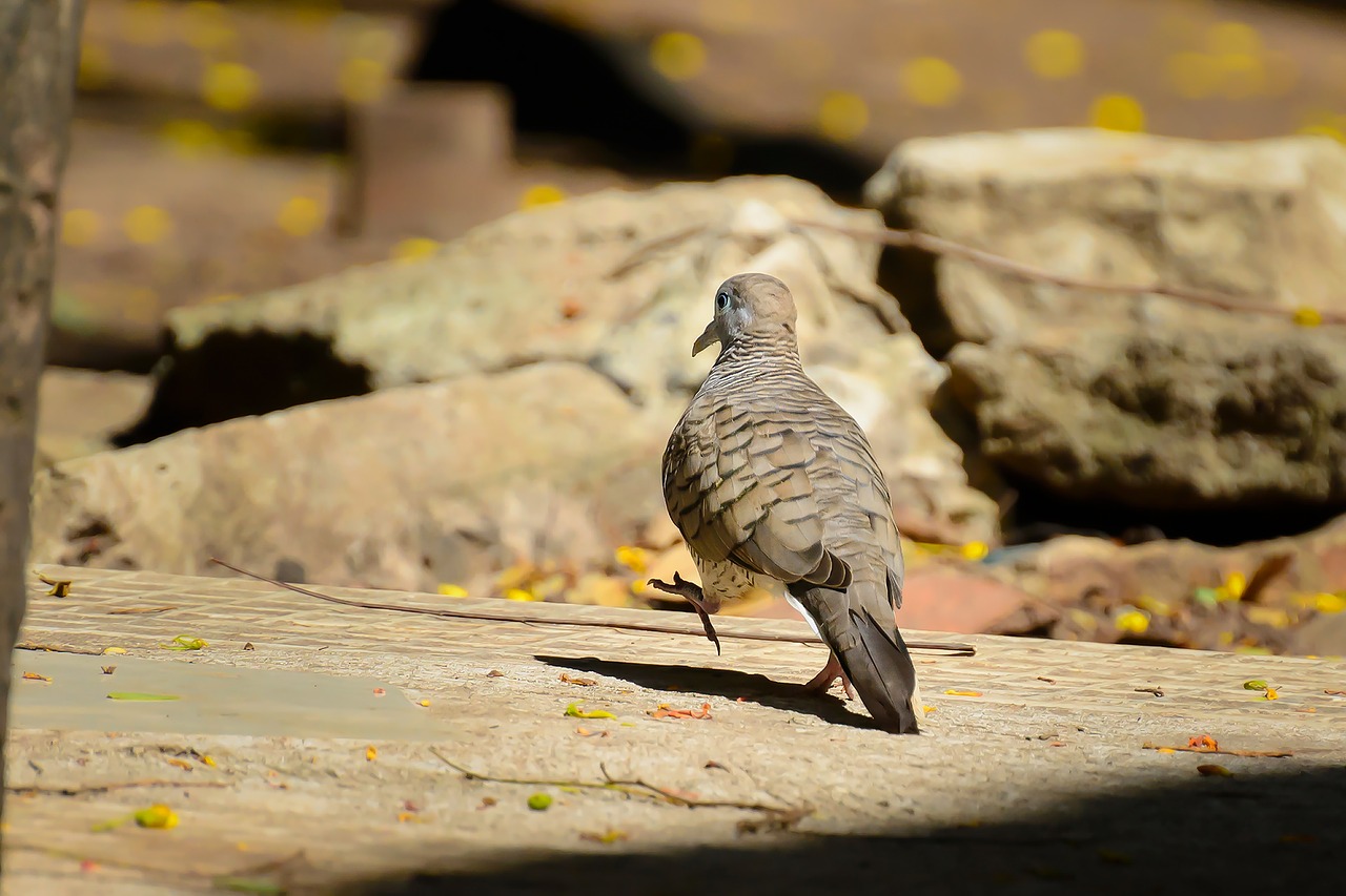 birds  hair free pictures free photo