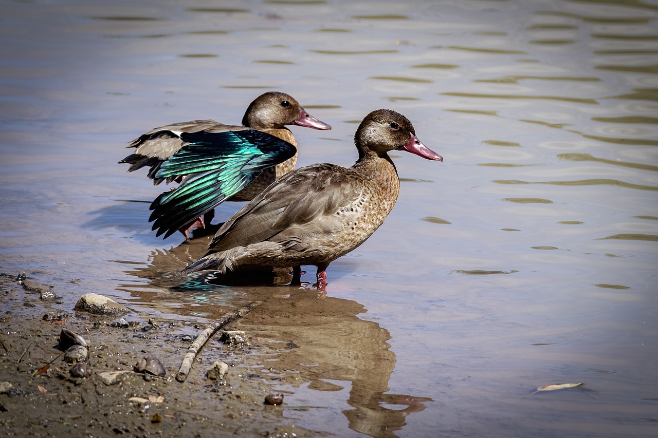 birds  duck  lake free photo