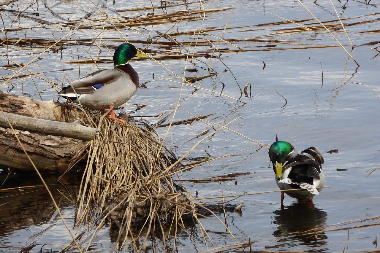 birds  duck  pen free photo