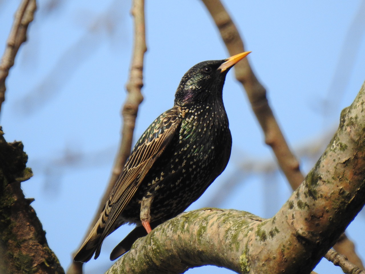 birds  nature  tree free photo