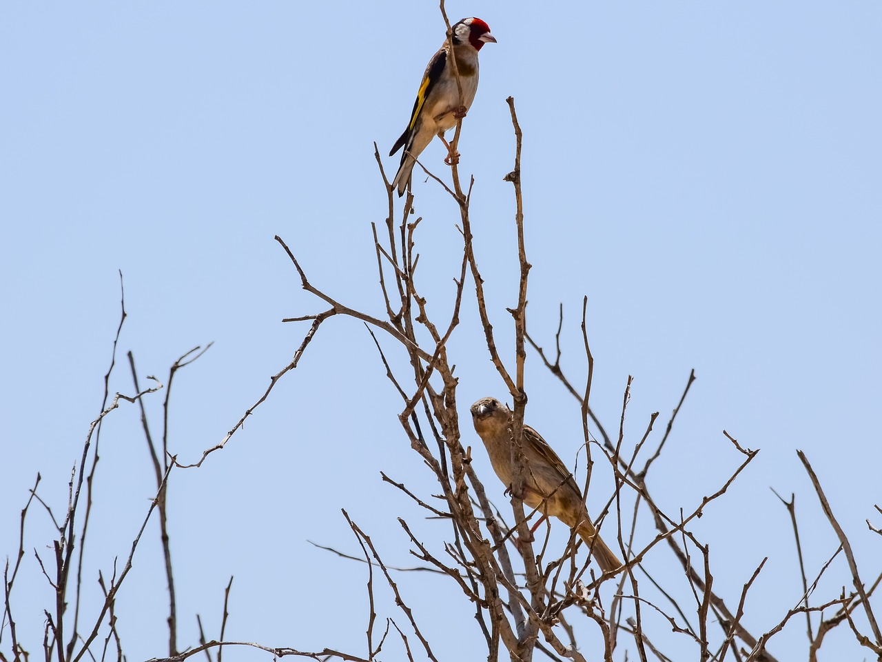 birds  tree  branch free photo