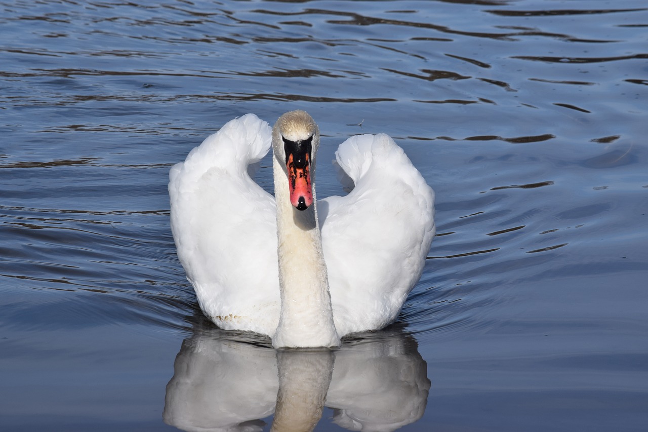 birds  lake  man free photo