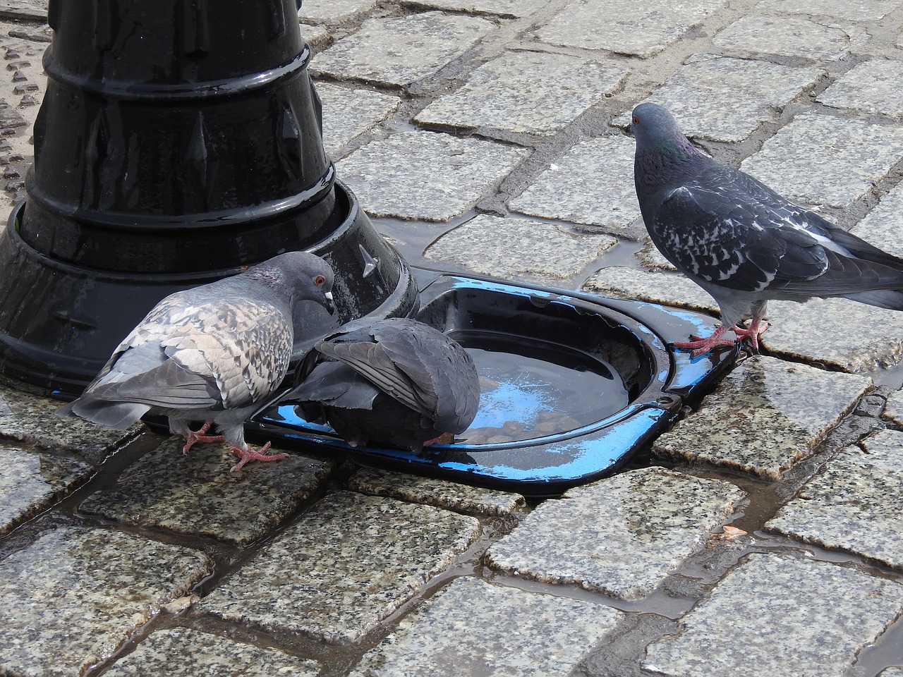 birds  at the court of  stone free photo