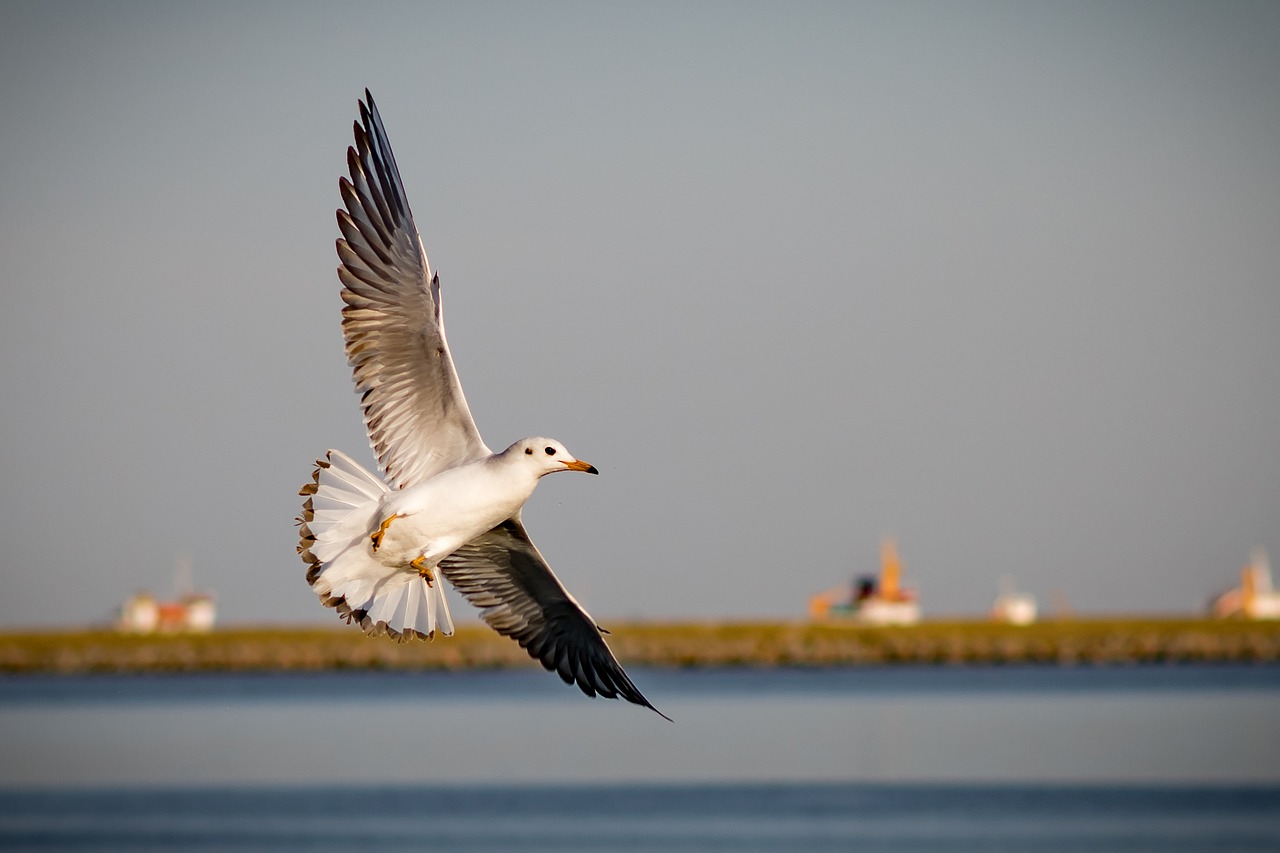 birds  body of water  marine free photo