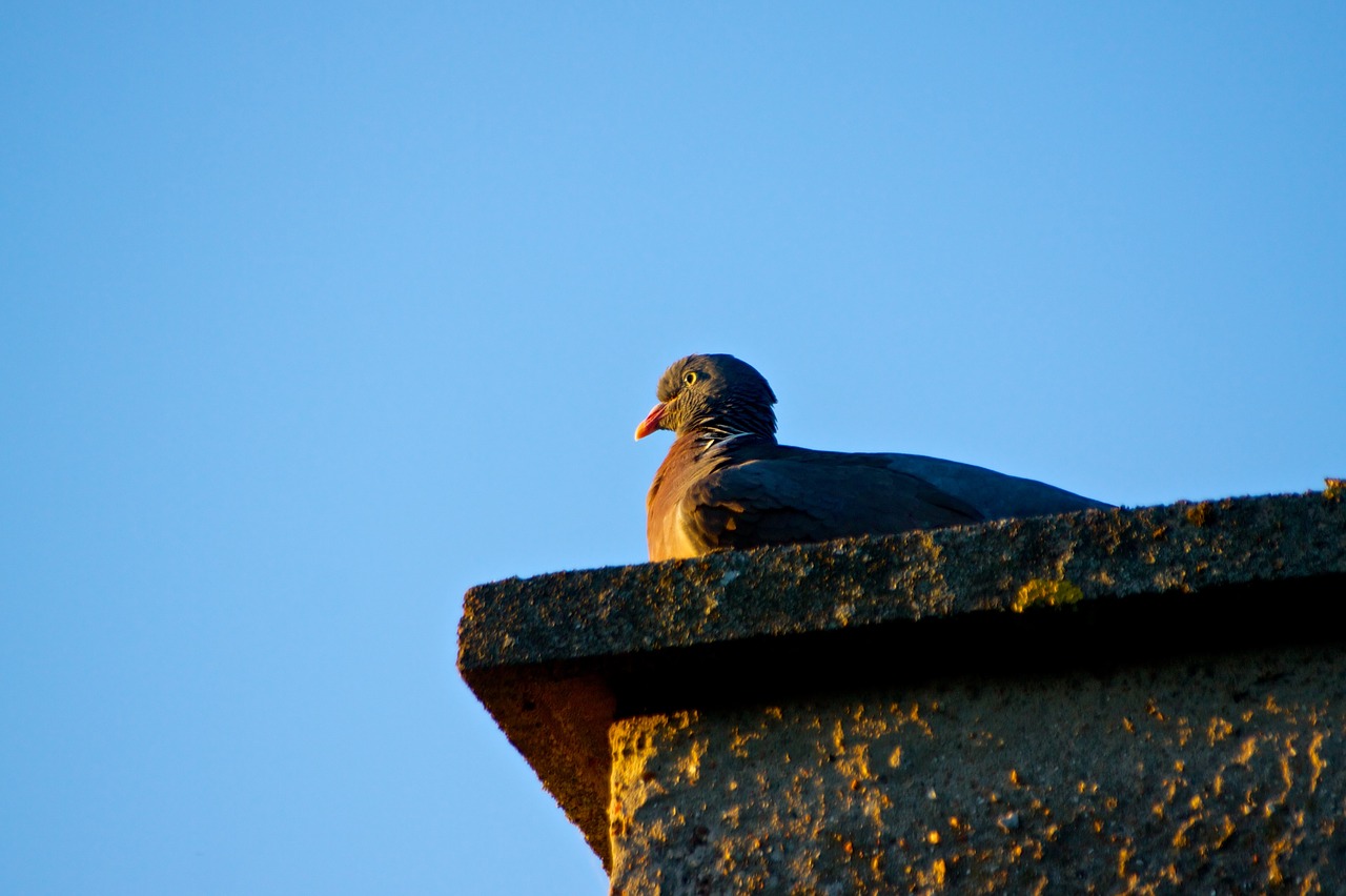 birds  sky  natural free photo