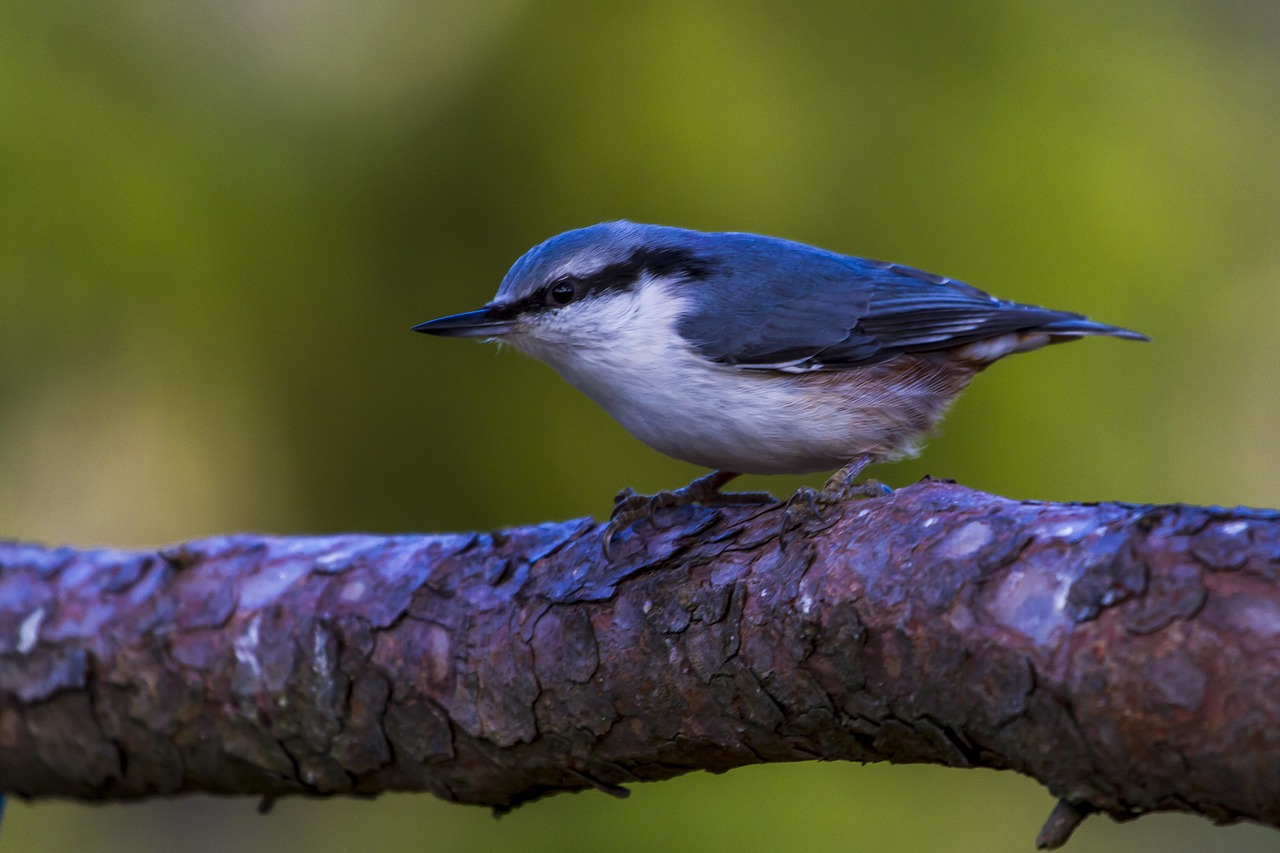 birds  the nature of the  spettmeis free photo