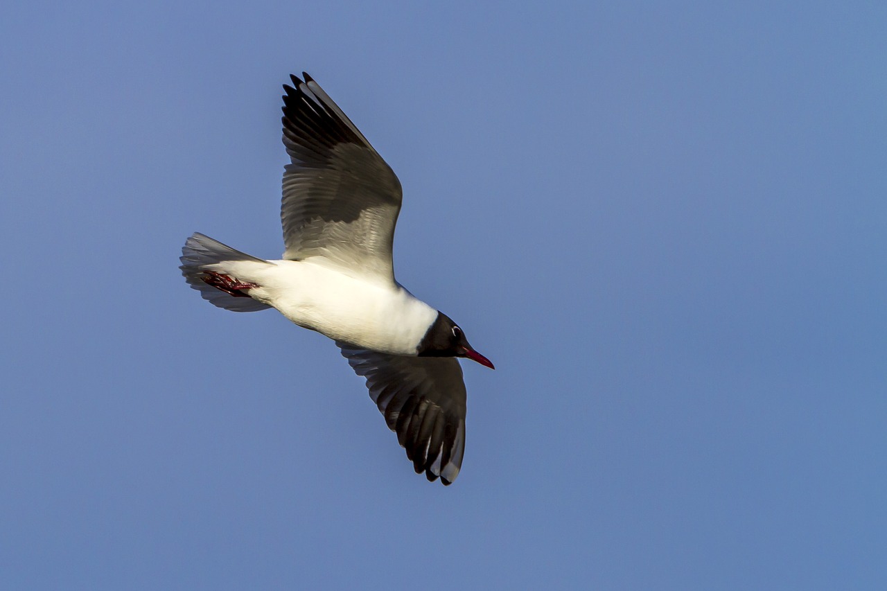 birds  the nature of the  hettemåke free photo