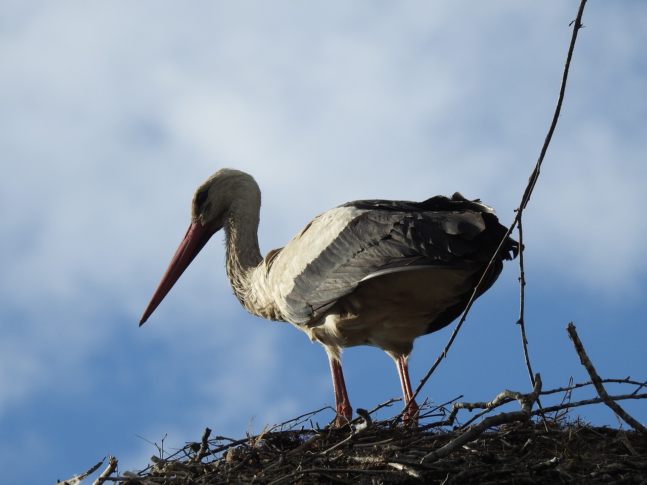 birds  nature  animals free photo