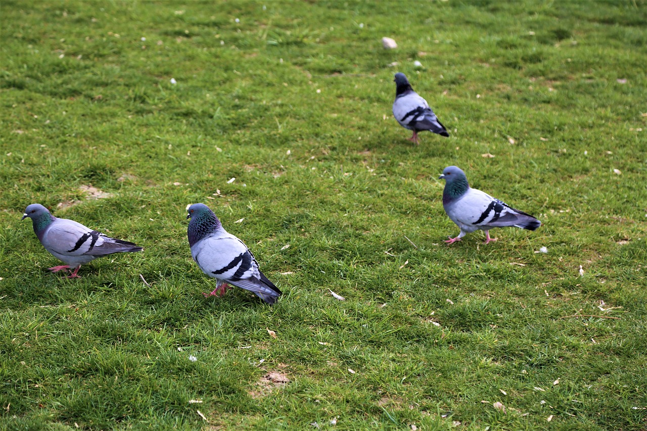 birds  grass  nature free photo