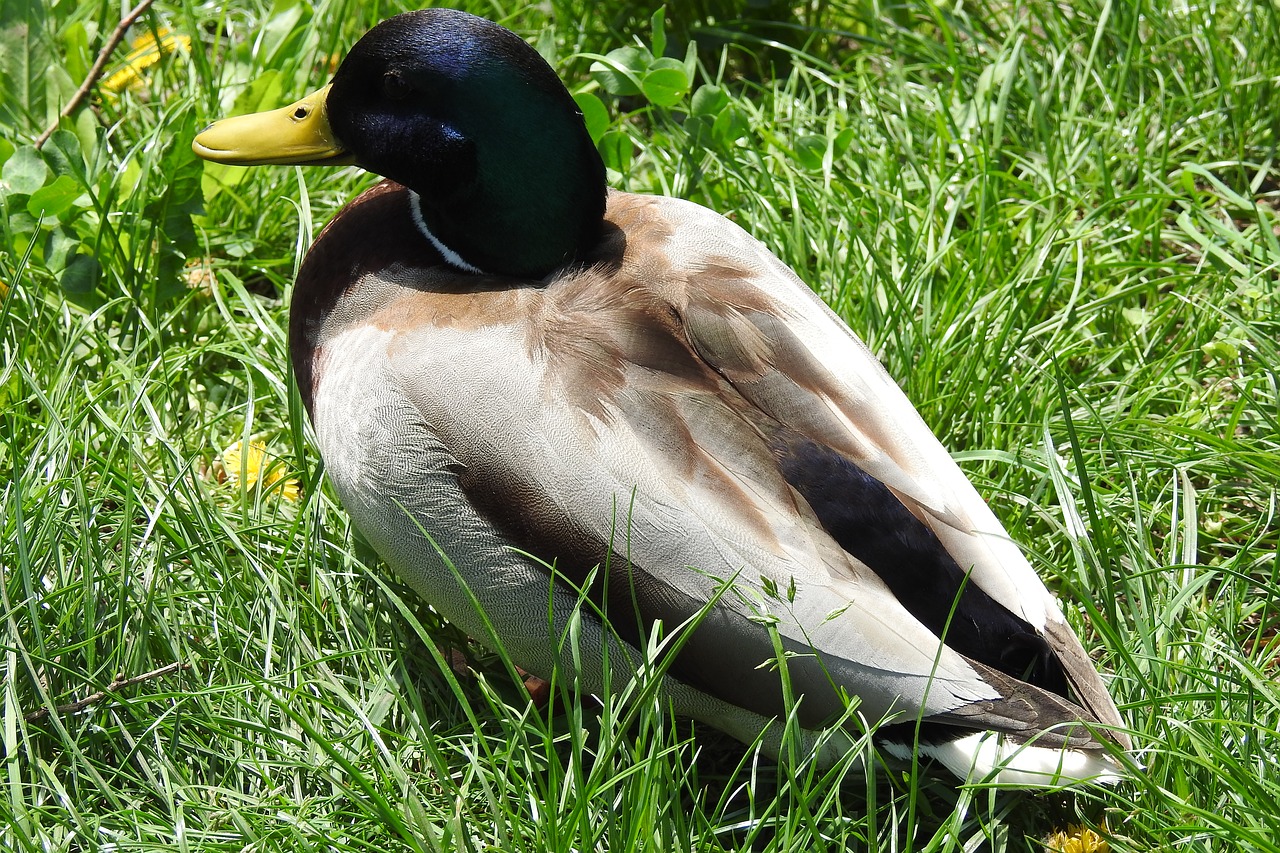 birds  nature  lawn free photo