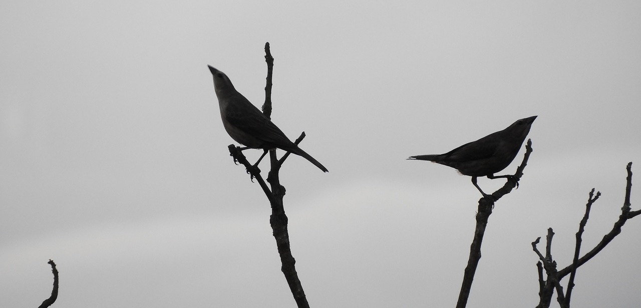 birds  wild life  nature free photo