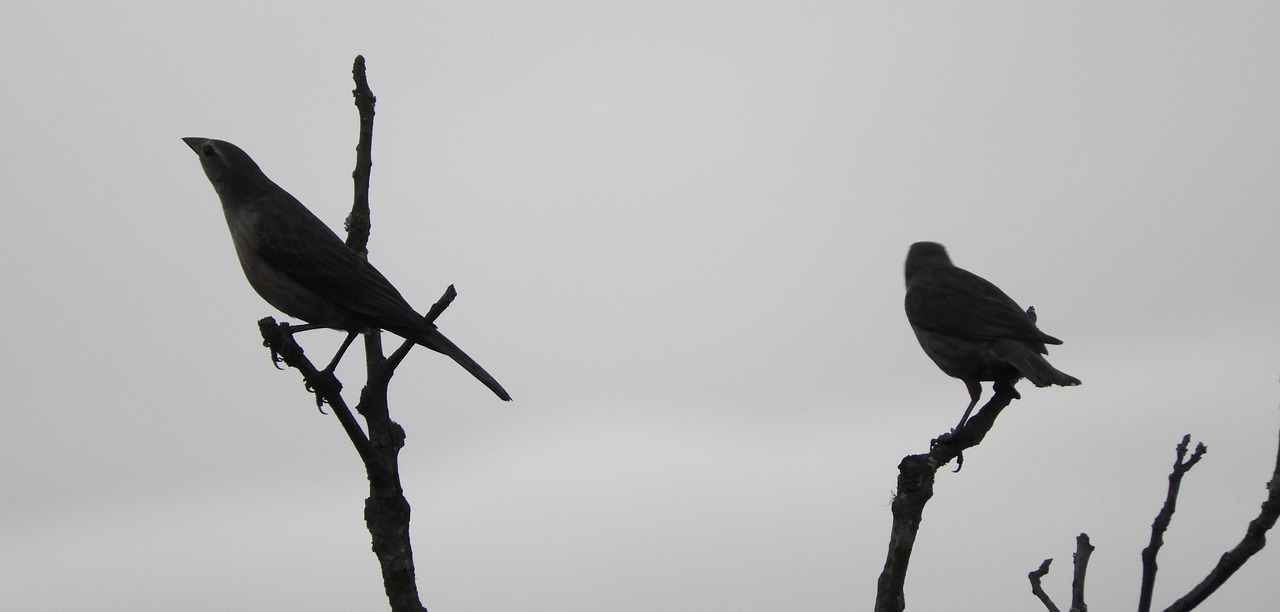 birds  tiles  nature free photo