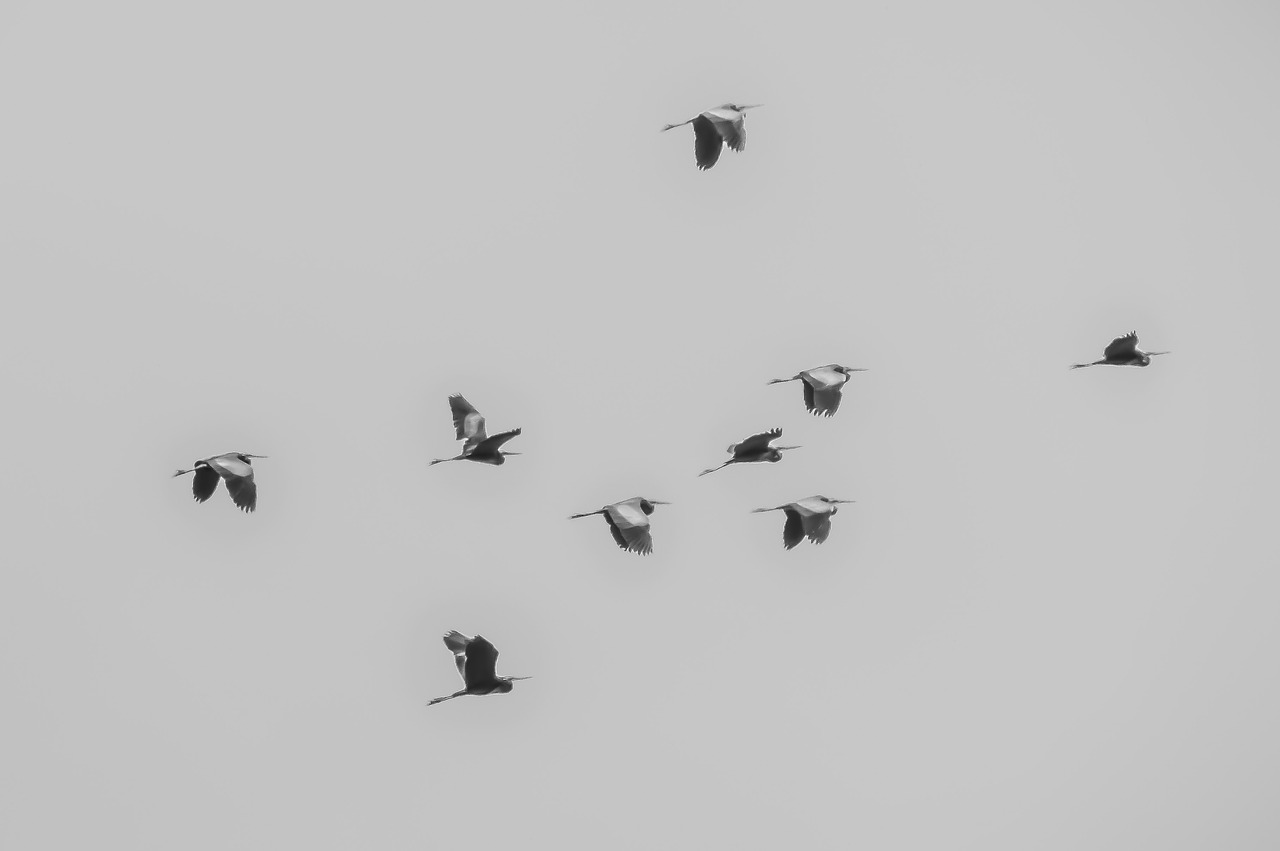 birds  flock  animal free photo