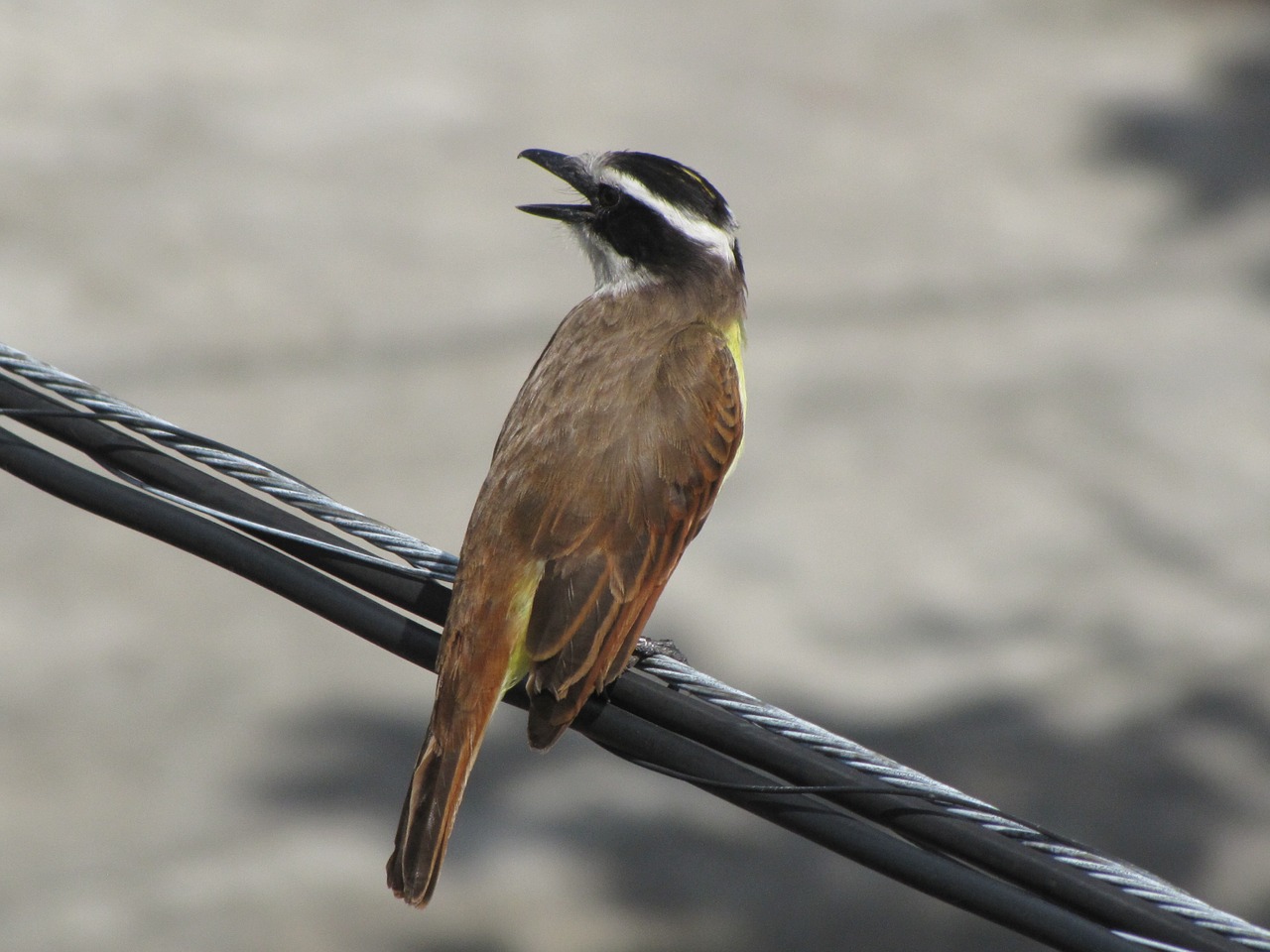 birds  wild life  nature free photo