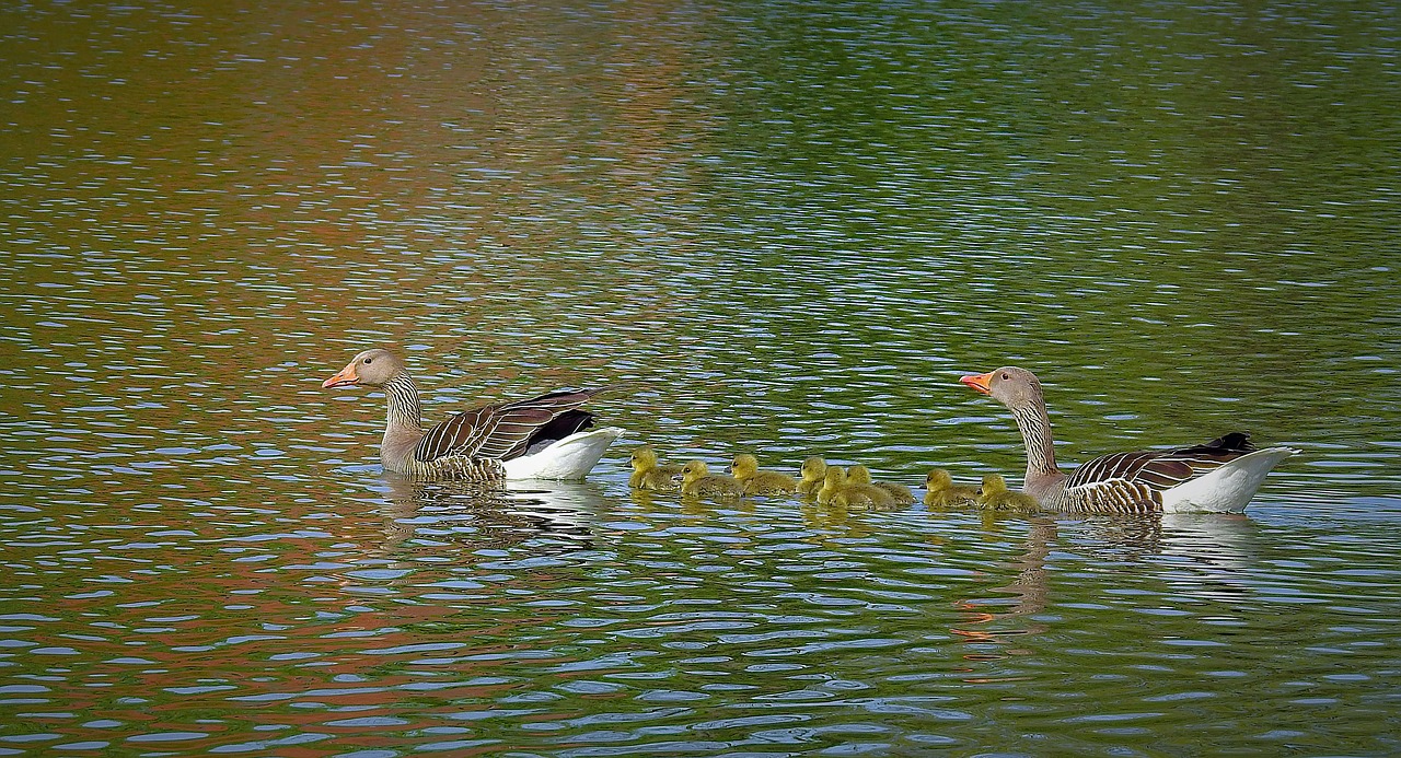 birds  the wild geese  family free photo