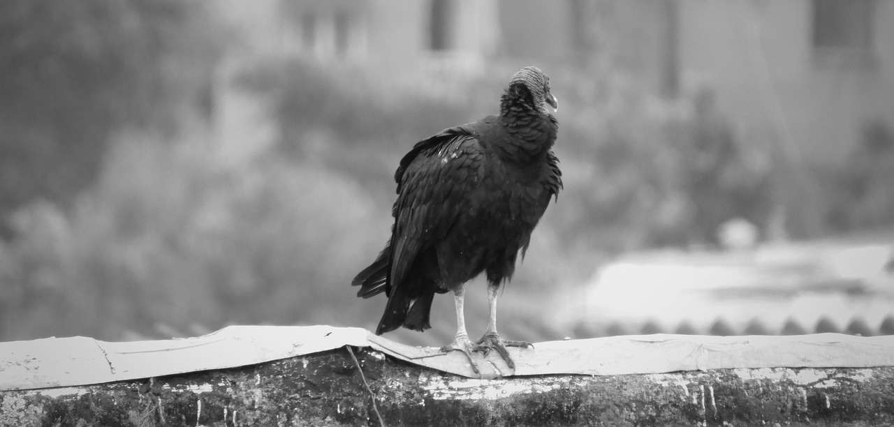 birds  gallinazo  wild life free photo