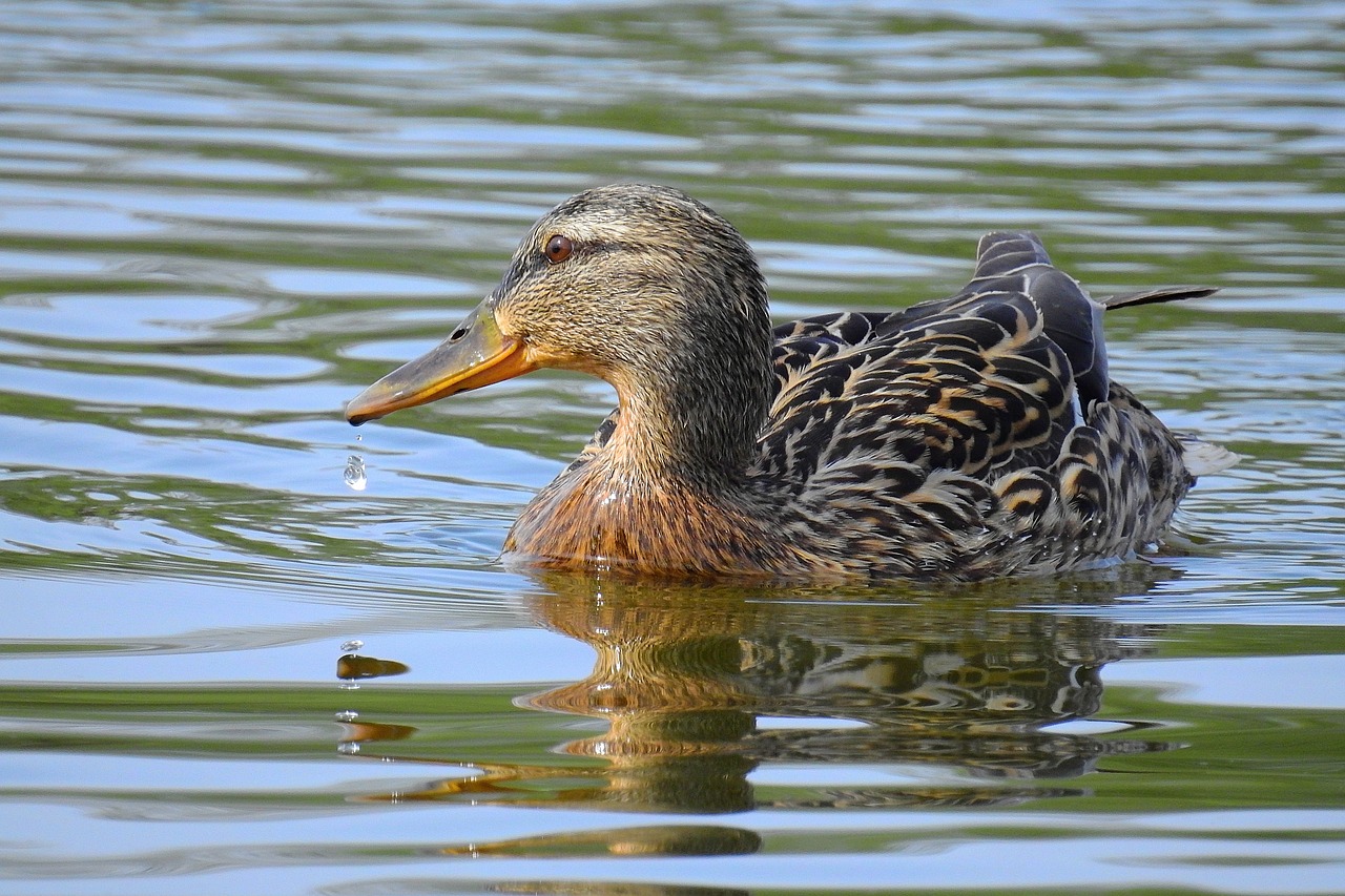 birds  nature  lake free photo