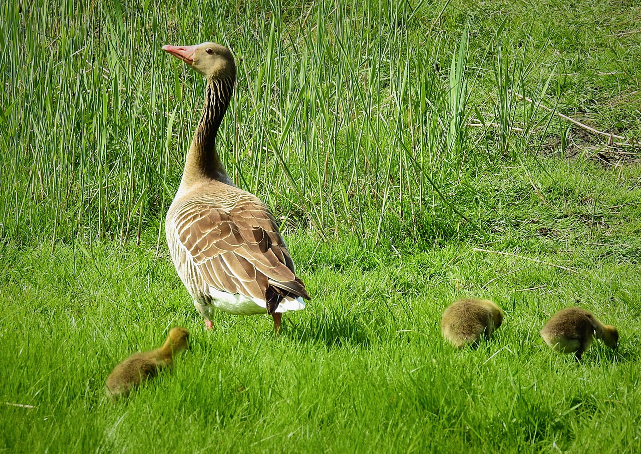 birds  nature  animals free photo