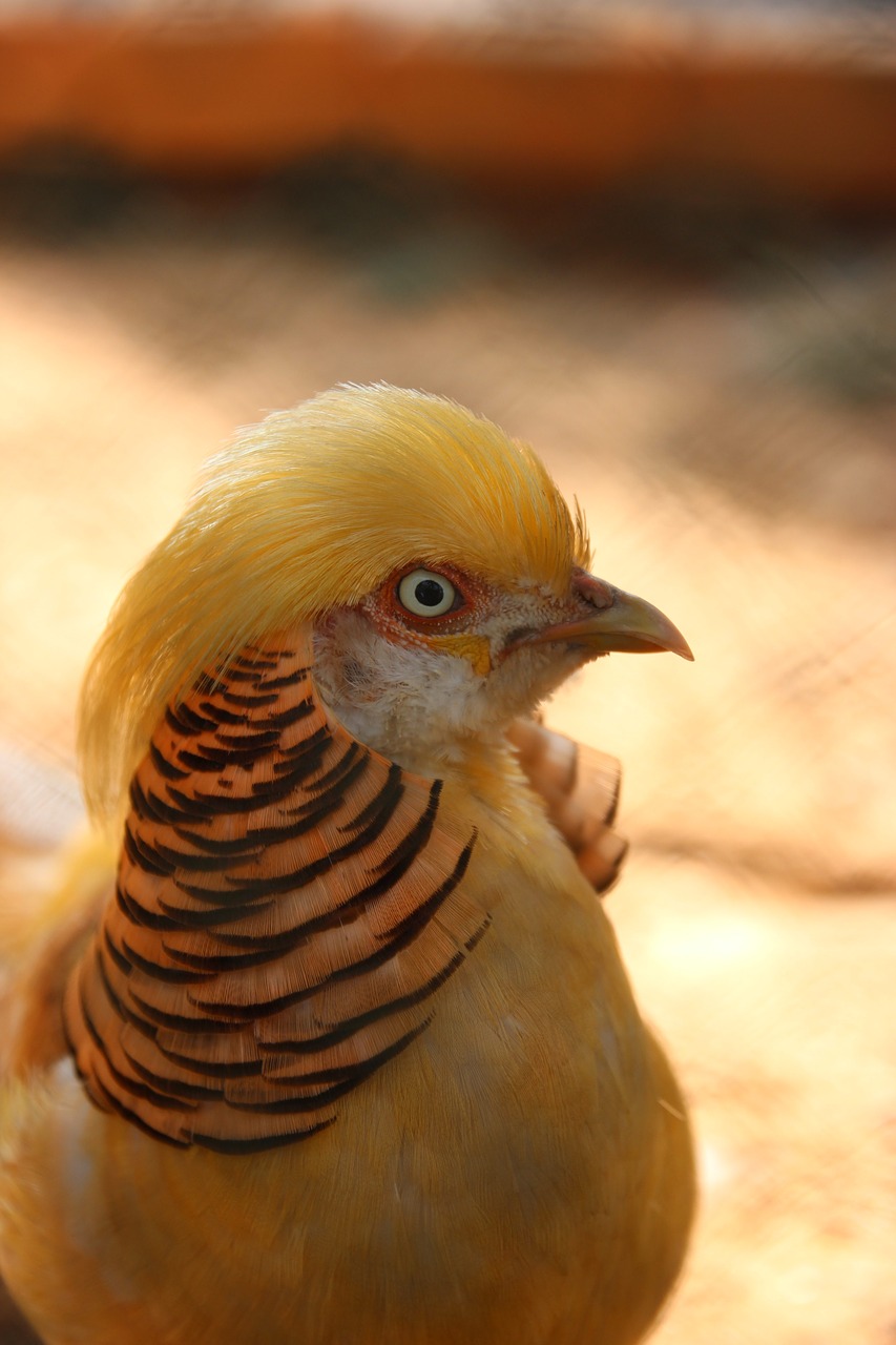 birds  yellow free pictures free photo