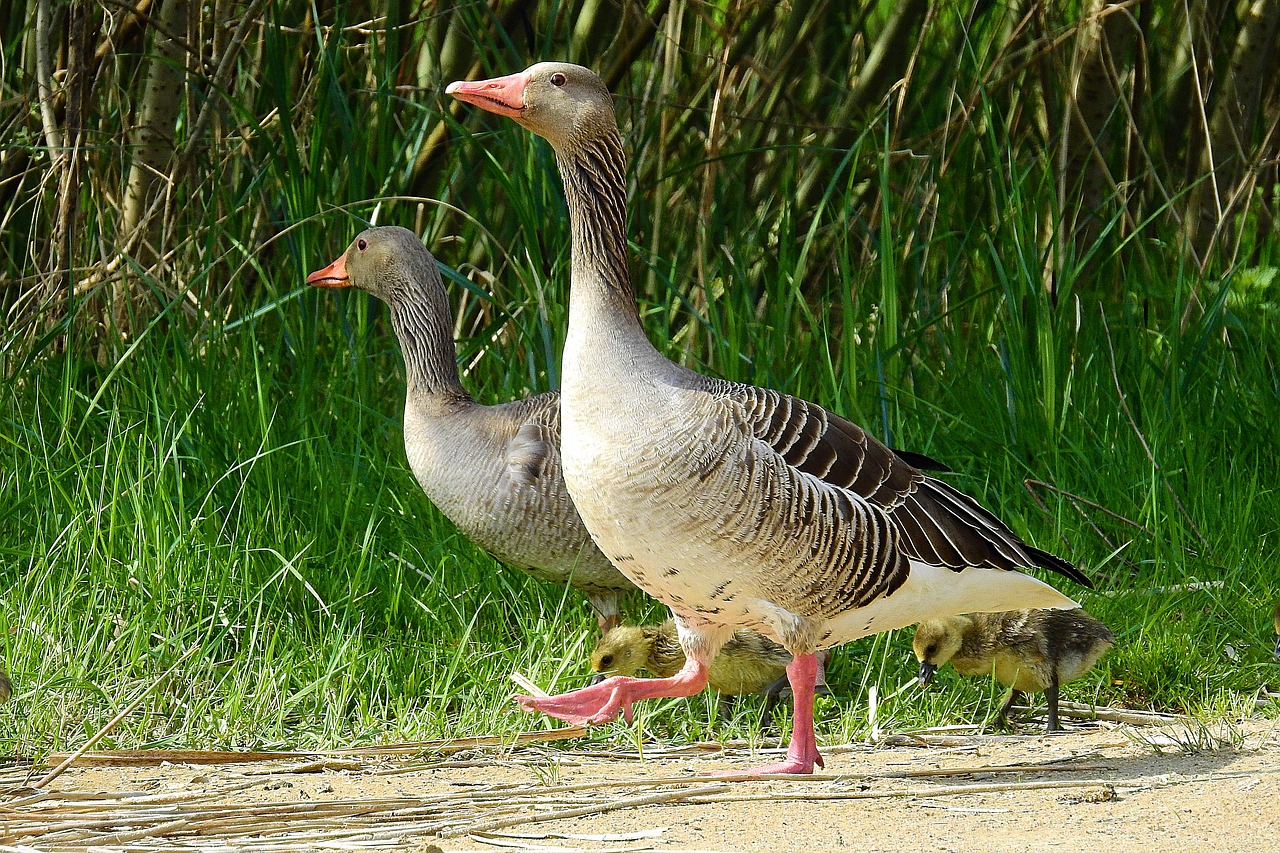 birds  nature  animals free photo