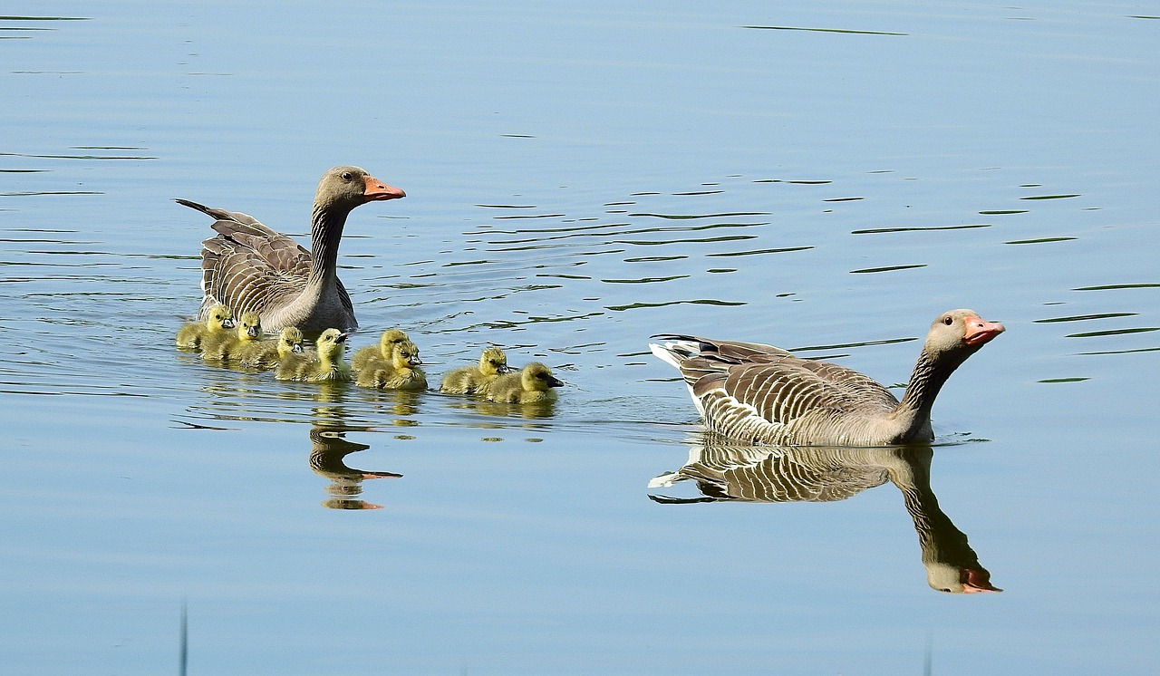 birds  nature  animals free photo