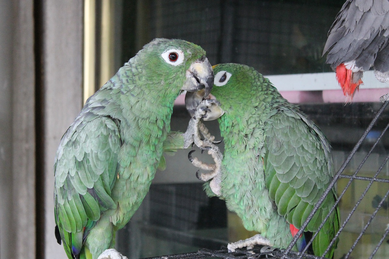 birds  parrot  animal kingdom free photo