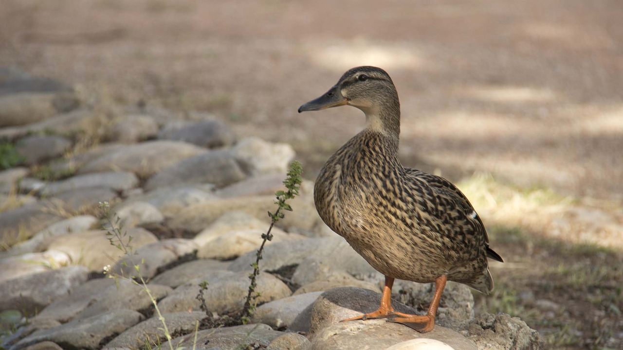 birds  wild life  animalia free photo