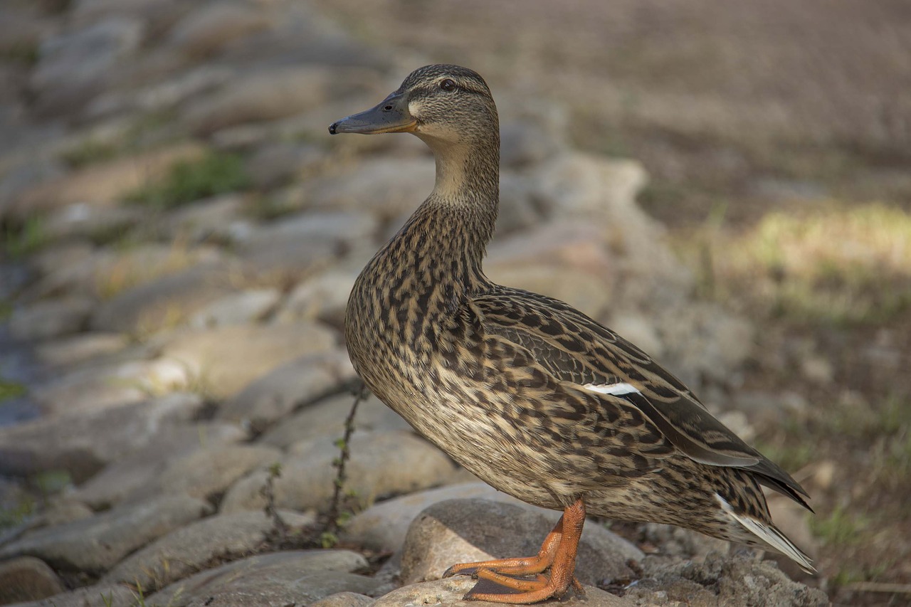 birds  nature  wild life free photo