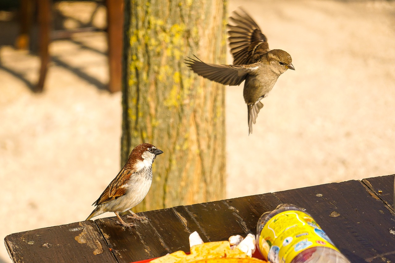 birds  nature  outdoors free photo