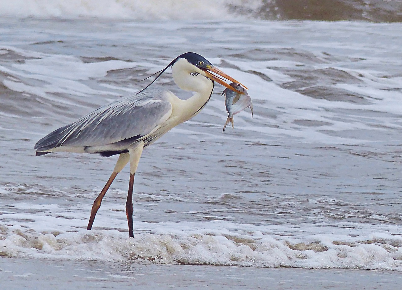 birds  body of water  wildlife free photo