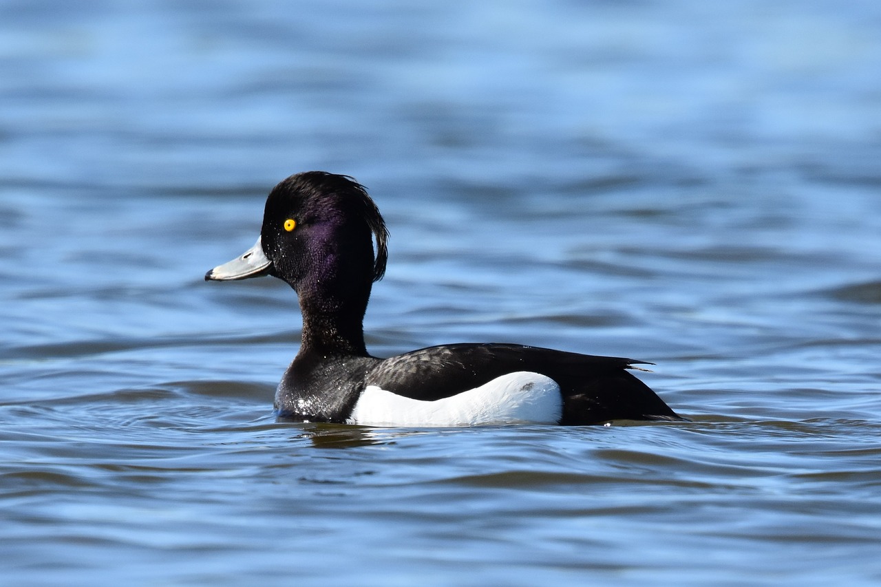 birds  ducks  wildlife free photo