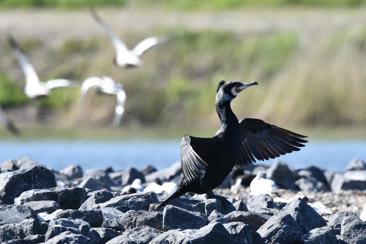 birds  water birds  wildlife free photo