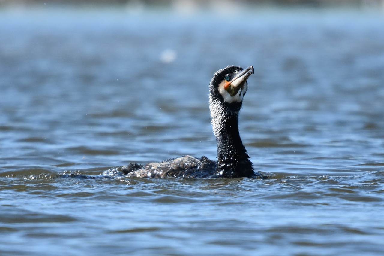 birds  water birds  wildlife free photo