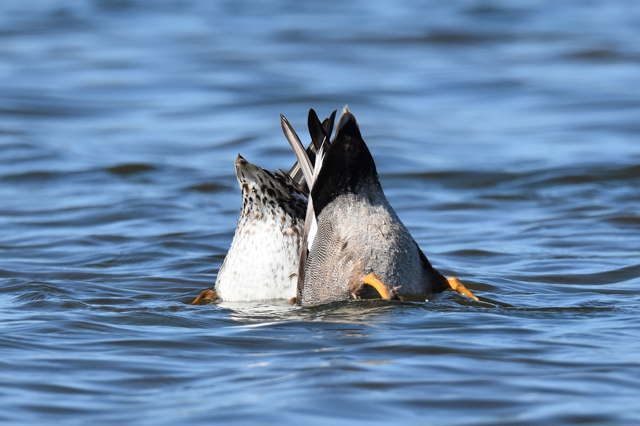 birds  water birds  wildlife free photo