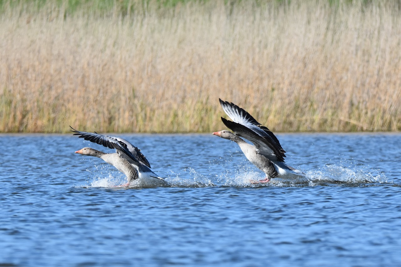 birds  water birds  wildlife free photo