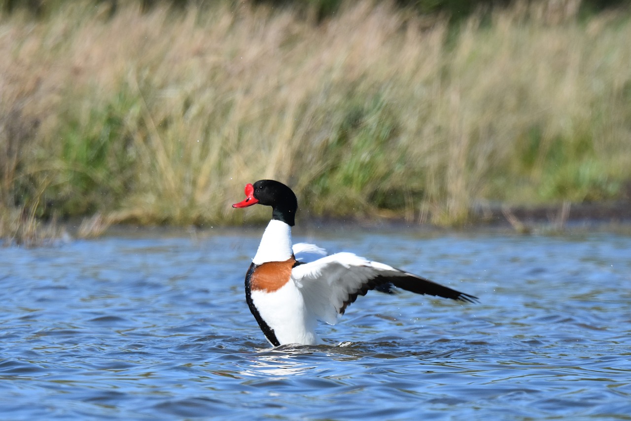 birds  water birds  nature free photo