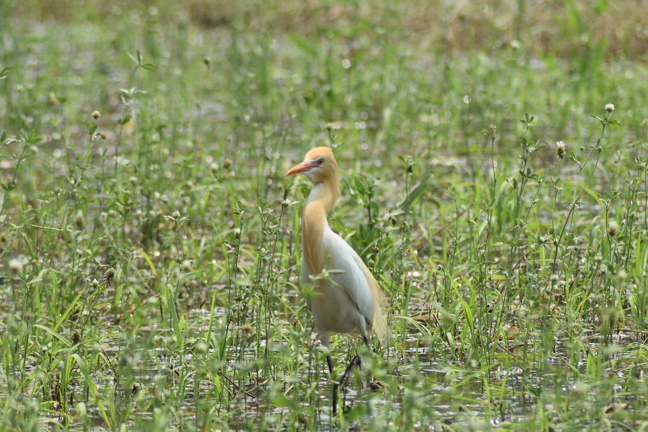 birds  wildlife  wild free photo