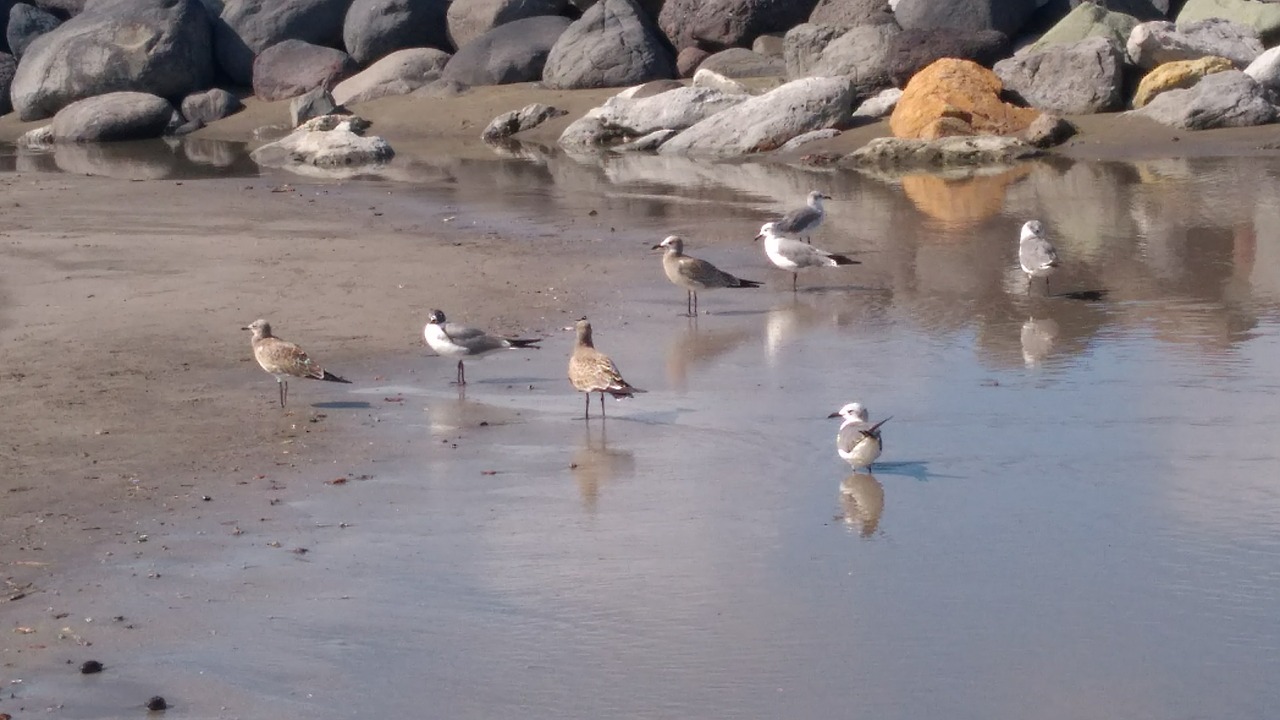 birds  beach  sea free photo