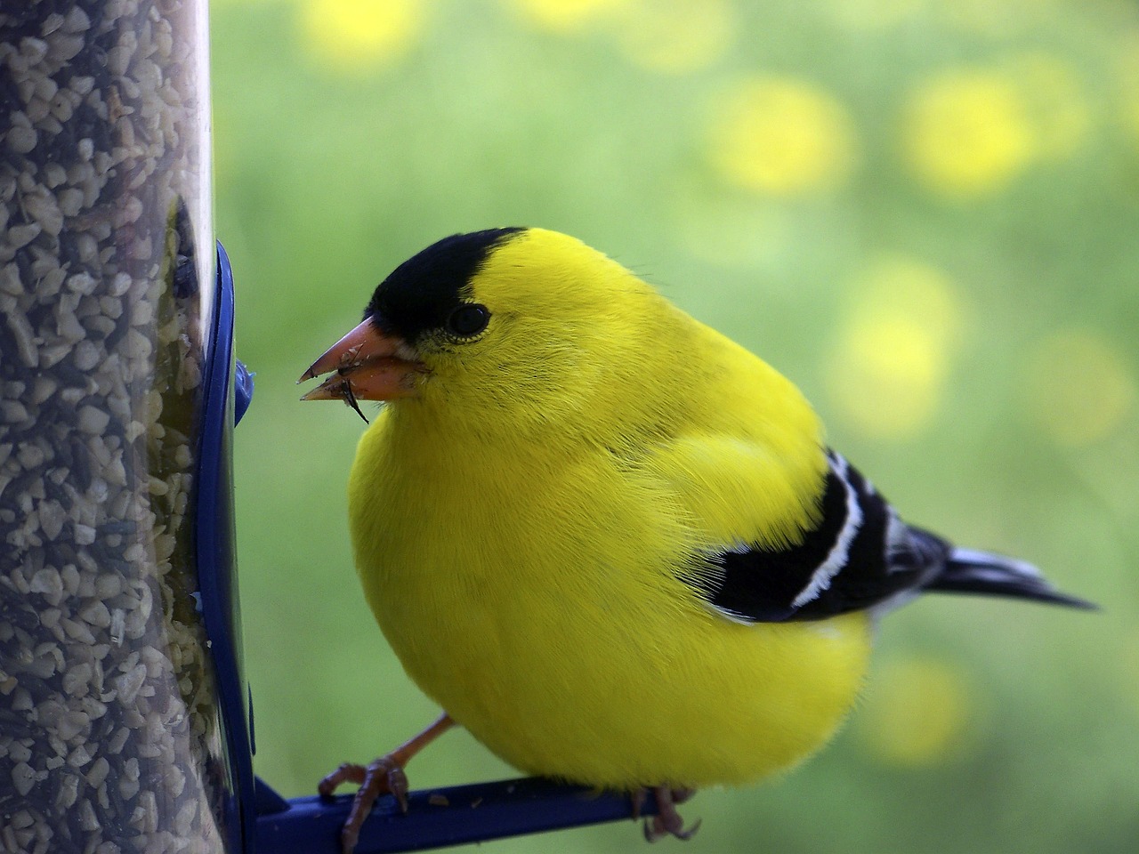 birds  birdwatching  wild free photo